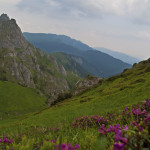 Diana-Bucur-Rododendron-in-Muntii-Ciucas