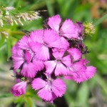 floare 4