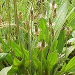 20130329-12-54-75-295px-Plantago_lanceolata_flowers[1]