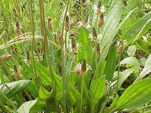 20130329-12-54-75-295px-Plantago_lanceolata_flowers[1]