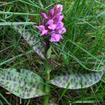 Dactylorhiza_maculata_P24