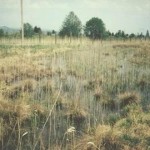 Rezervatia-Naturala-Mlastina-Harman-20110114155114