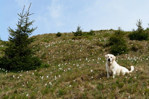 Rezervatia-Naturala-Poiana-cu-Narcise-Tomnatec-Sehleanu-20101119164902