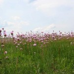 Rezervatia-naturala-La-Saratura-20110503163814