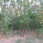 Rezervatia-naturala-Padurea-Bradeanu-20120612110806