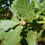 Rezervatia-naturala-Padurea-Crivineni-20120612105609