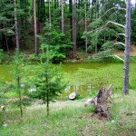 Rezervatia-naturala-Padurea-Lacurile-20120612114720