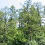Rezervatia-naturala-Padurea-Posmus-20110503171805