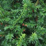 Rezervatia-naturala-Padurea-cu-Tisa-20120612125909
