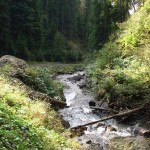 Rezervatia-naturala-Valea-Repedea-20110504102320