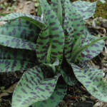 dactylorhiza_fuschii_foliage_1024x1024