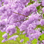 liliac