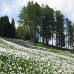 maiul-in-poienile-cu-narcise-178