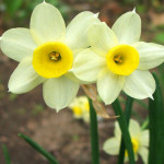 poiana-narciselor-web