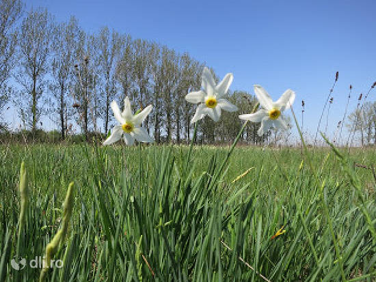 rezervatia-naturala-poiana-cu-narcise-negrasi