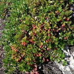 rezervatia-naturala-scarita-belioara-_5075d475b09a6