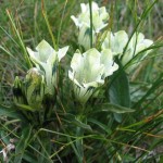 rezervatia-naturala-scarita-belioara-_5075d48ae1eea