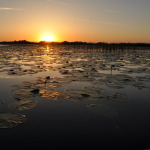 062-Lacul-Potcoava-Delta-Dunarii_resize