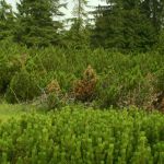 AP13_img_1