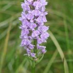 AP13_img_2