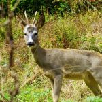 AP19_img_1