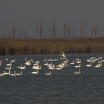 Calarasi 022