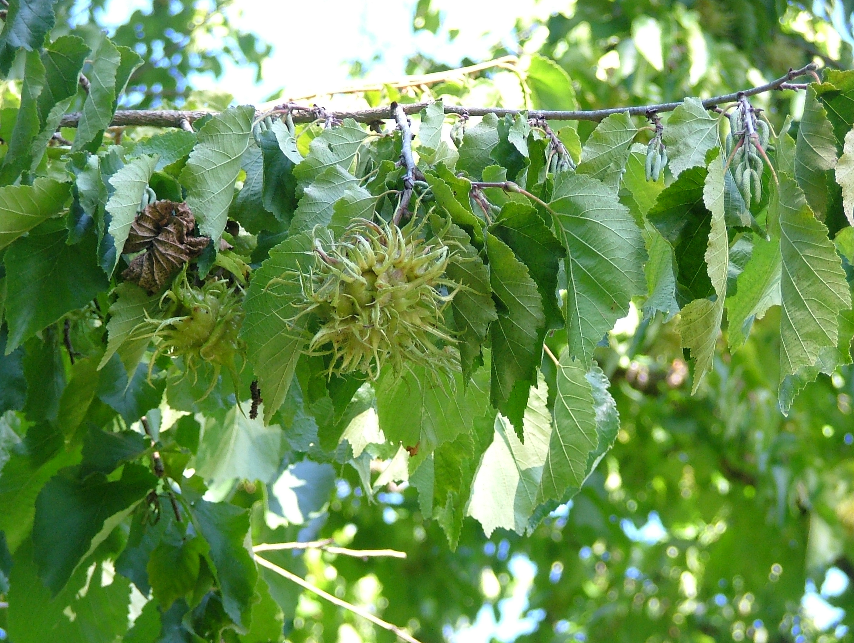 Corylus_colurna_(2)