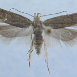 Filatima