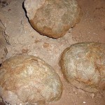 Geoparcul-dinozaurilor-Tara-Hategului-20101215124400