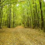 Padurea-Snagov-20110225145818