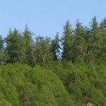 Padurea-de-larice-Costiui