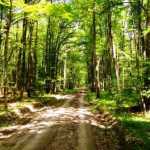 PadureaSnagov-Defrisare
