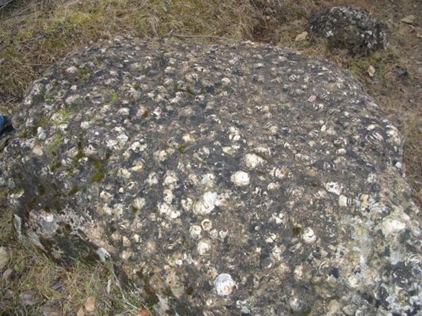 Rezervatia-Locul-fosilifer-Ohaba-Ponor-20101215135404