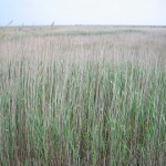 Rezervatia-Naturala-Grindul-Lupilor-20110208124853