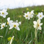Rezervatia-Naturala-Poiana-narciselor-din-Vlahita-20110123180913