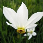 Rezervatia-Naturala-Poiana-narciselor-din-Vlahita-20110428113541