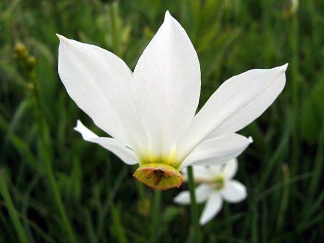 Rezervatia-Naturala-Poiana-narciselor-din-Vlahita-20110428113541