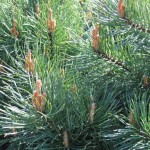 Rezervatia-Naturala-Poieni-Carbunariei-20110104133011