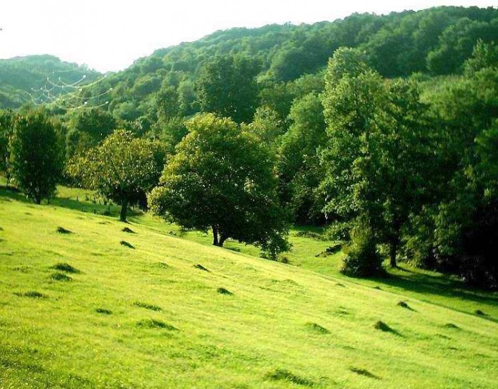 Rezervatia-naturala-Cotul-cu-Aluni-20120625141556