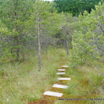Tinovul-Mohos-5