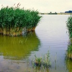 dunele_marine