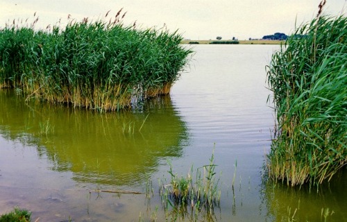 dunele_marine