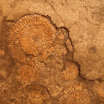 fossiles-ammonites