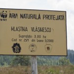 mlastinaIzvoare_33