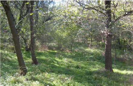 padurea_bratca_resize
