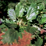padurea_crivineni