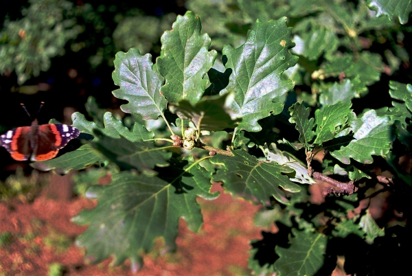 padurea_crivineni