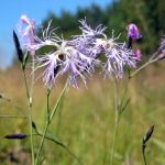 plaiesii_de_jos_tinov001