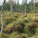 plaiesii_de_jos_tinov007