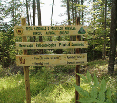 plaiul-domnesc-bun-1